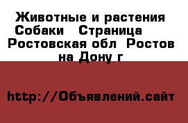 Животные и растения Собаки - Страница 12 . Ростовская обл.,Ростов-на-Дону г.